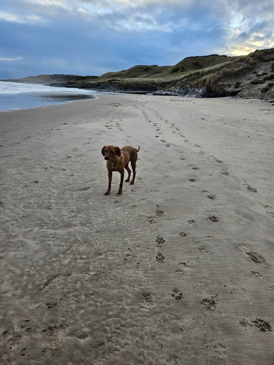 Beautiful day in Budle Bay. Can't beat Northumberland