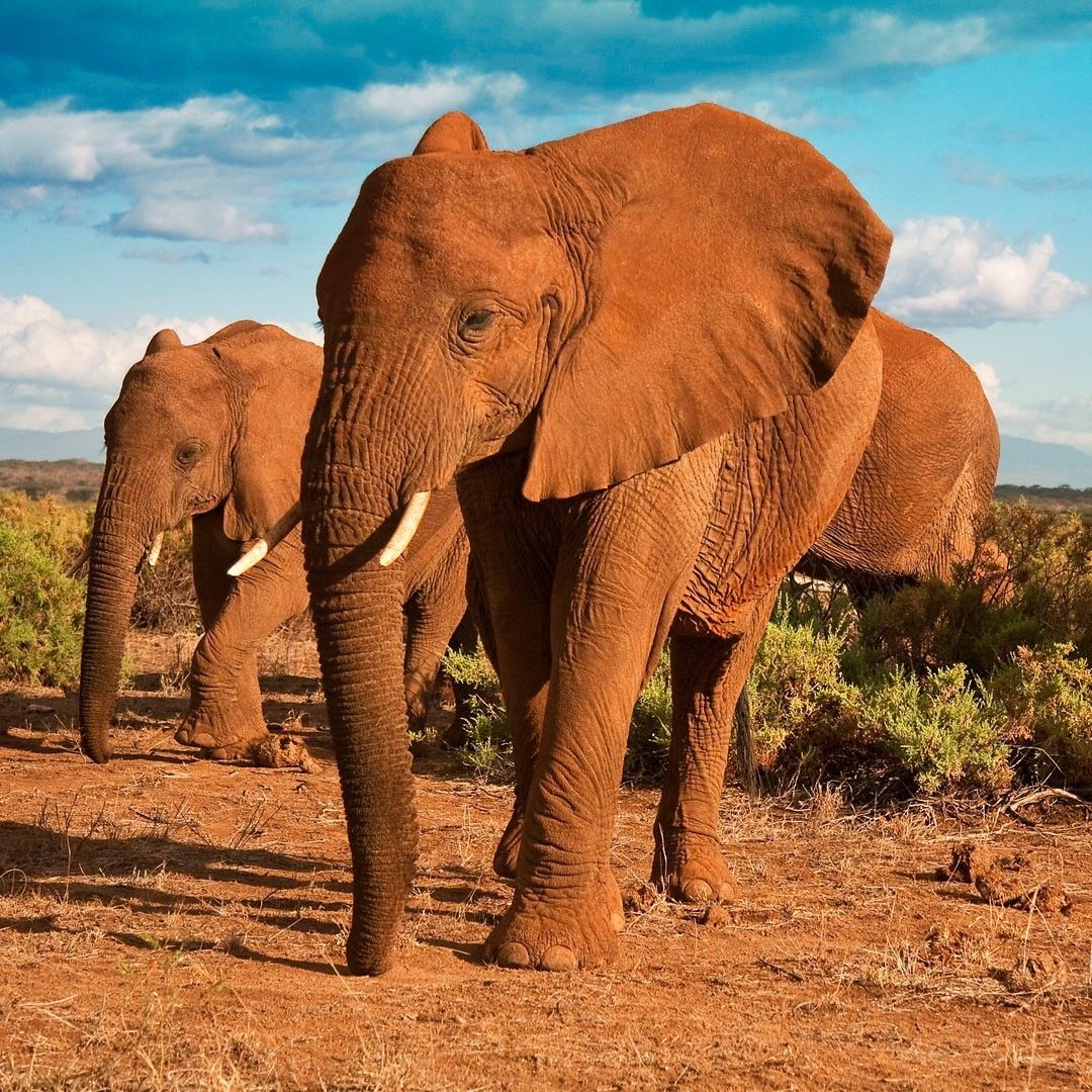 The incredible wildlife encountered on an African safari in Rwanda 🐘💚 📸 travaleur #rwanda #kenya #africa #kigali #uganda #tanzania #visitrwanda #burundi #zambia #nigeria #congo #rwandaupdates #southafrica #ghana #rwandanbeauty #beauty #malawi #nairobi #love #fashion #arusha