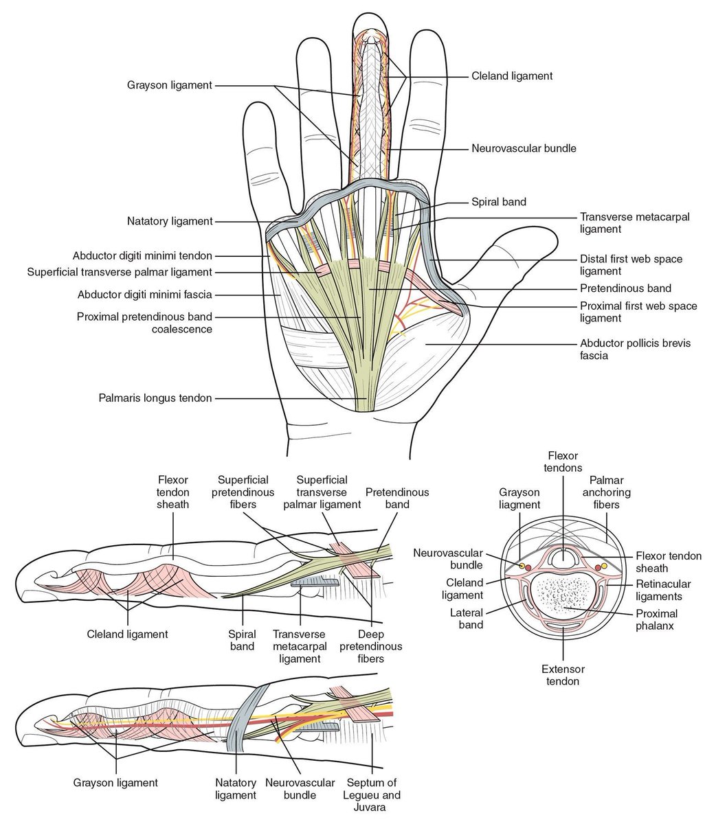 Line illustration by <a href="/WBJStudios/">WB Jackelow Studios</a>, showing the fascia and ligaments of the hand for a surgical textbook.

Explore more work by Wendy Beth Jackelow: buff.ly/3qdwpW5 

#orthopedics #anatomy #handanatomy #ligaments #fascia #surgicaltextbook #medicalillustration #sciart