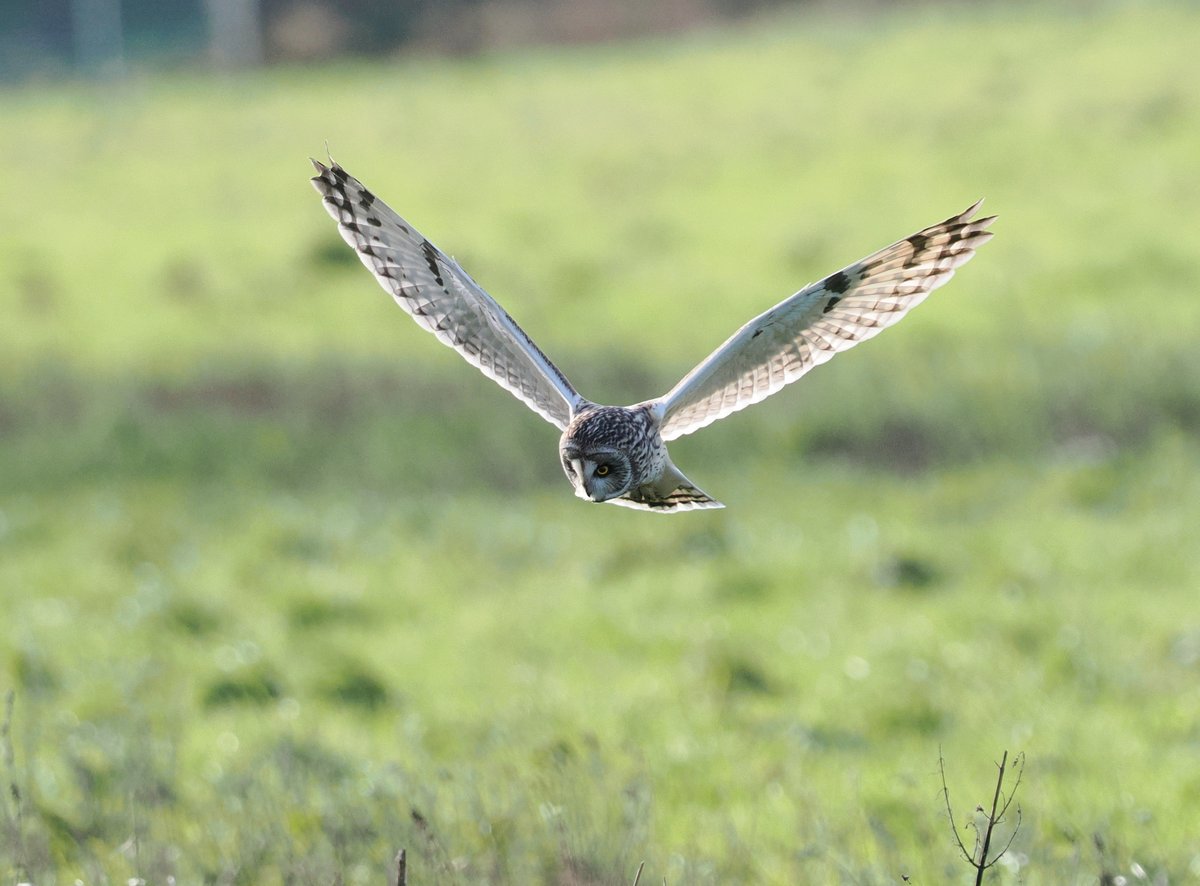 I really don't seem to be able to drive past Ludham without popping into St. Benet's Abbey to take more Short-eared Owl photos. Such a great place at the moment.