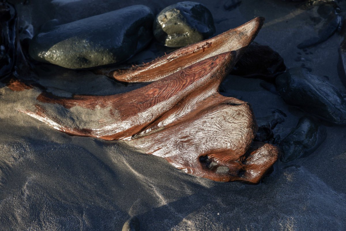 KarenCoxPhoto's tweet photo. Ancient tree stumps on Cross Beach, County Mayo, Ireland. On some exposed beaches, the ocean strips back sands and stones to reveal tree stumps and root systems thought to be thousands of years old. 

#ancientforest #treestumps #crossbeach #countymayo #documentaryphotography #waw https://t.co/E6b3t6rqfL