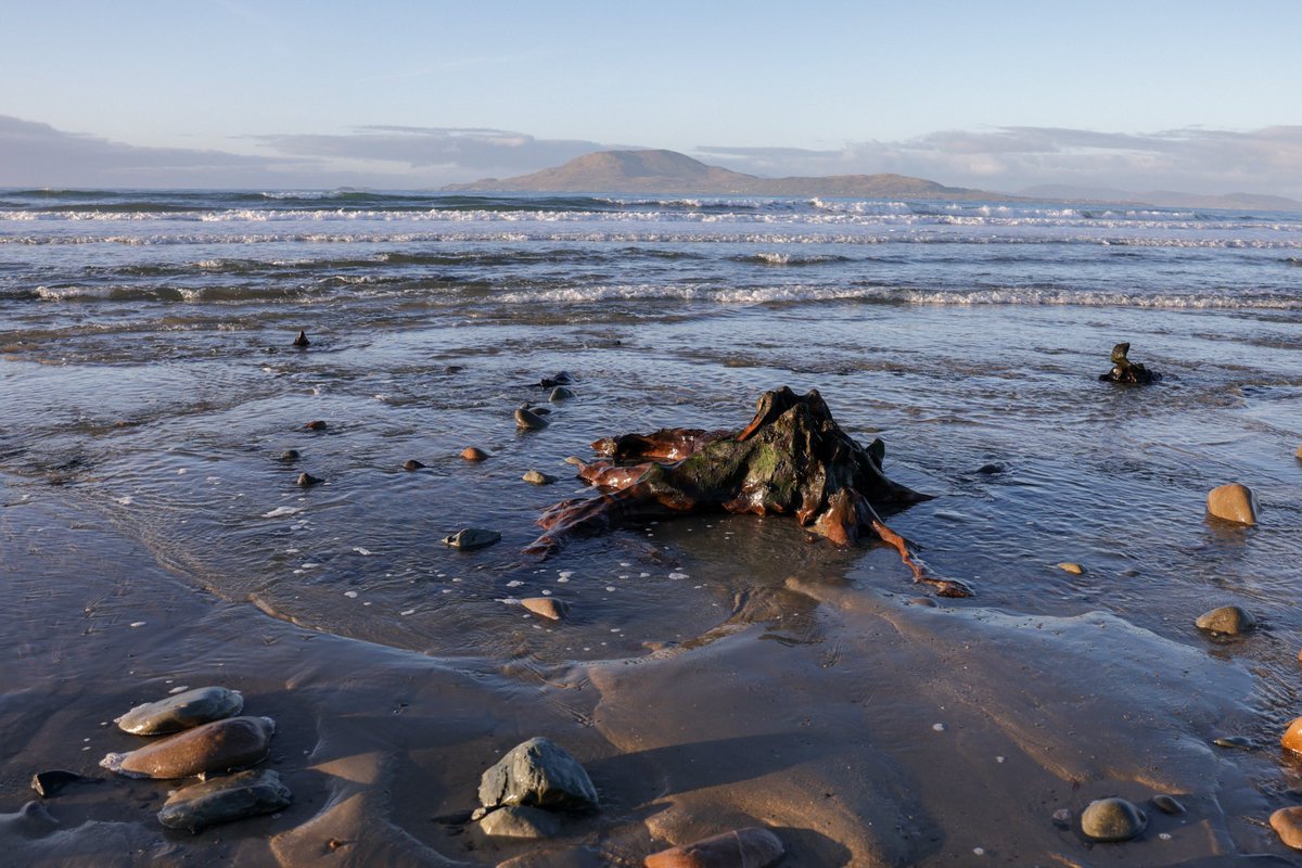 KarenCoxPhoto's tweet photo. Ancient tree stumps on Cross Beach, County Mayo, Ireland. On some exposed beaches, the ocean strips back sands and stones to reveal tree stumps and root systems thought to be thousands of years old. 

#ancientforest #treestumps #crossbeach #countymayo #documentaryphotography #waw https://t.co/E6b3t6rqfL