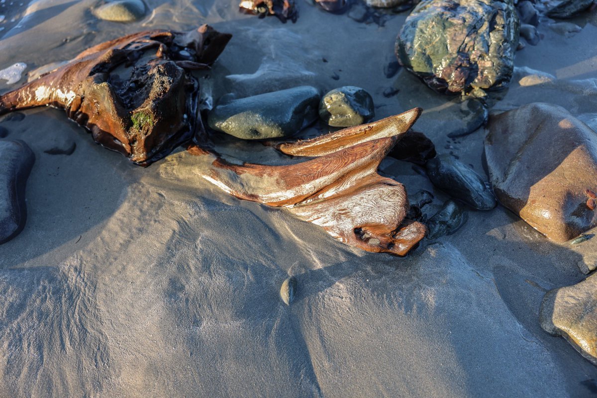 KarenCoxPhoto's tweet photo. Ancient tree stumps on Cross Beach, County Mayo, Ireland. On some exposed beaches, the ocean strips back sands and stones to reveal tree stumps and root systems thought to be thousands of years old. 

#ancientforest #treestumps #crossbeach #countymayo #documentaryphotography #waw https://t.co/E6b3t6rqfL