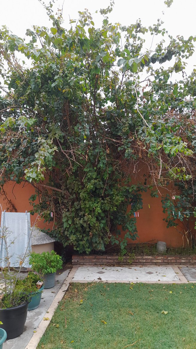 Dr. Daniel Zarrillo tweet media