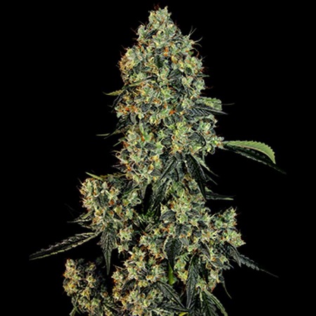 SensibleSeeds's tweet photo. https://t.co/bSwPiGbpO6
#SensibleSeeds
#CannabisSeeds
#feminizedseeds
#bananakushcake
#BANANA
#OutdoorGrow
#kushcake
#SeedCollection
#sensiseeds
#savebig
#SeedShopping
#bananakush
#fruityaroma
#THCPlants
#indicadom
#ShopNow
#Cheesecake
#MarijuanaMagic
#pungent
#feminized https://t.co/ZfUGuJvNOs