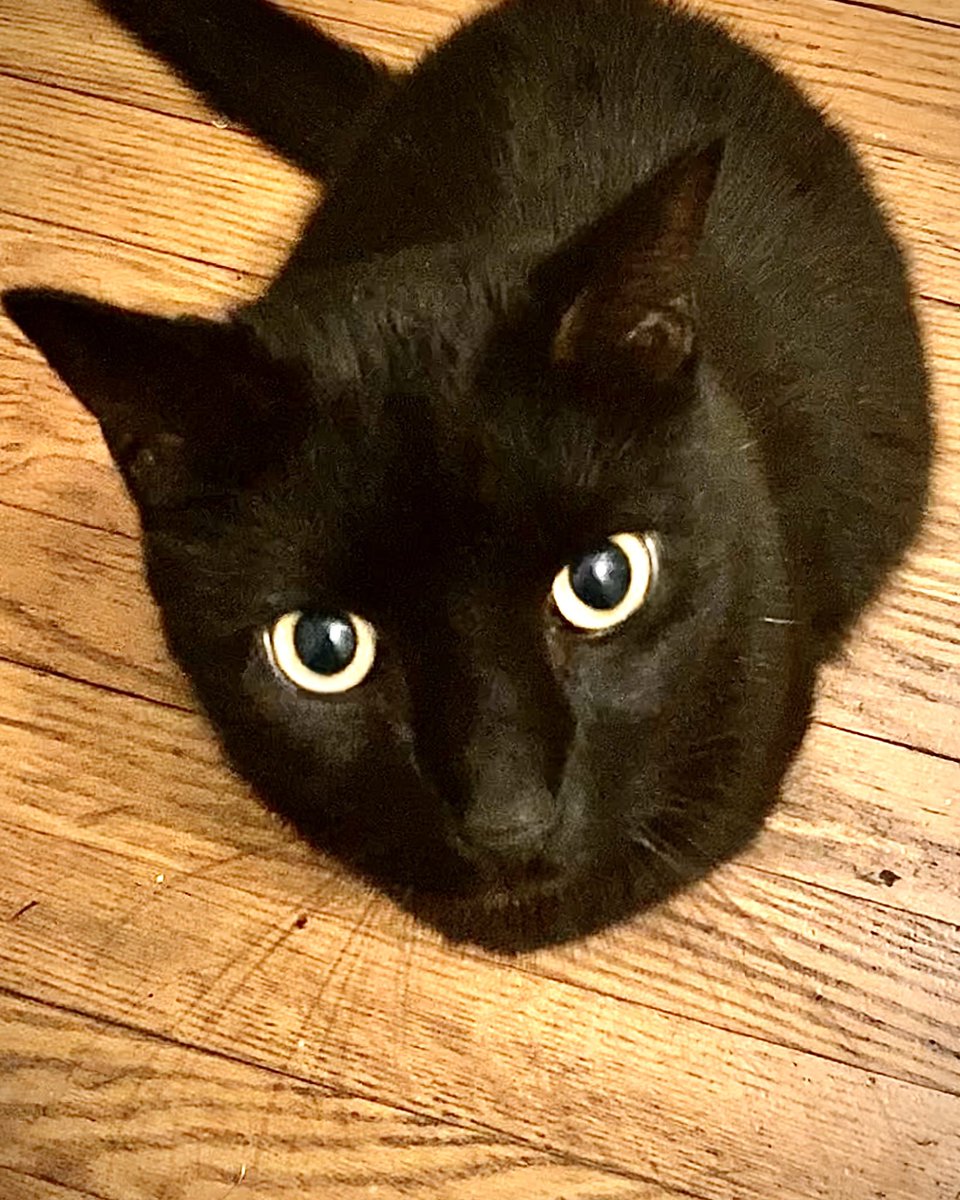 onlycatslover's tweet photo. @uni_kuroneko (o^^o) Have a great weekend ☺️ https://t.co/Z3V8B1KOEH