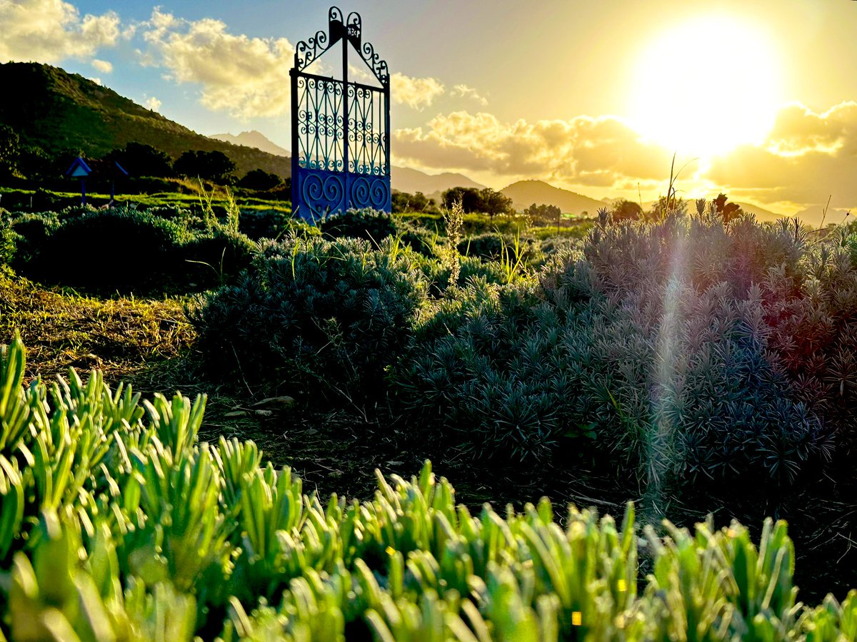 Mediterranean Vibes ❤️
Lavanta 💜 Lavender Fields

#sunsetphotography #islandlife #nature #MountainVista #NaturePhotography #landscapephotography #mobilephotography