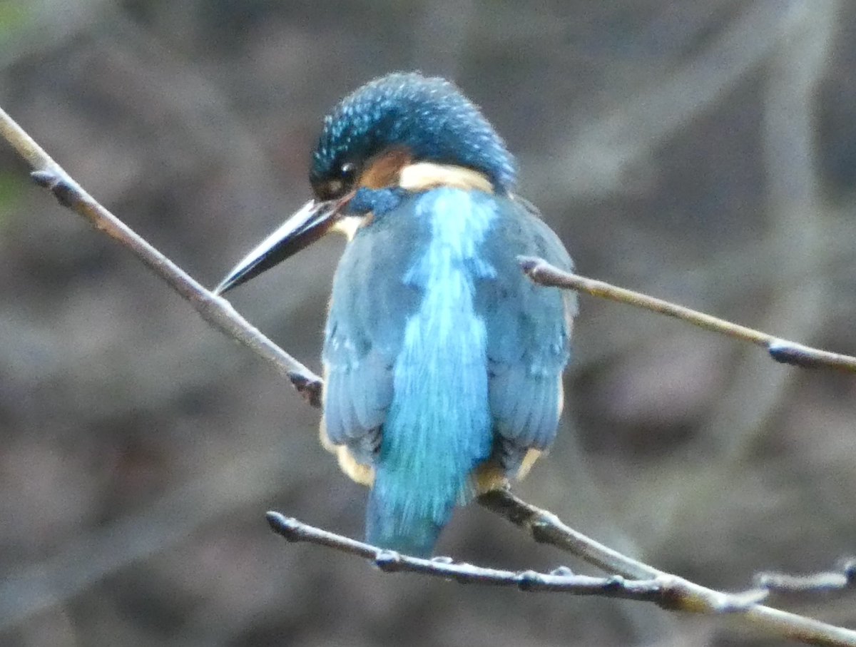 Kelvin the Kingfisher zooming about near the Botanics today! I’m always so happy to spot him 😊 #Glasgow