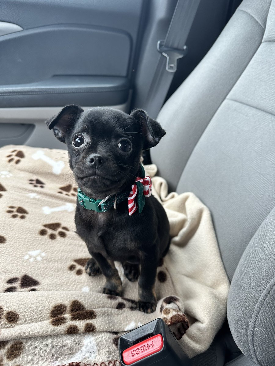 TAbitz1's tweet photo. @BarstoolBigCat Well here’s my pup named Norby. https://t.co/iq7XamxZmD