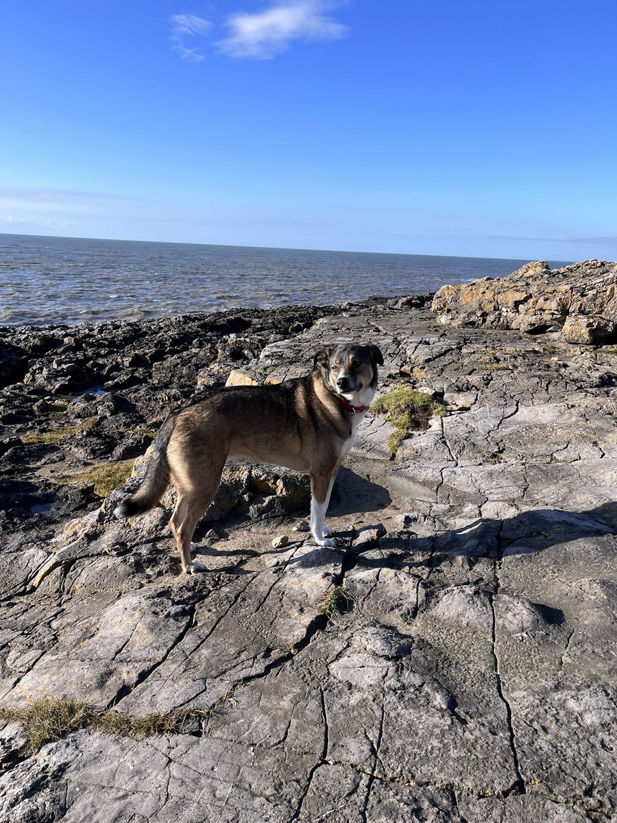 daibennett's tweet image. Down “The Deeps” with the dog and then a Lime and Soda at the boozer. 
Stupid #DryJanuary