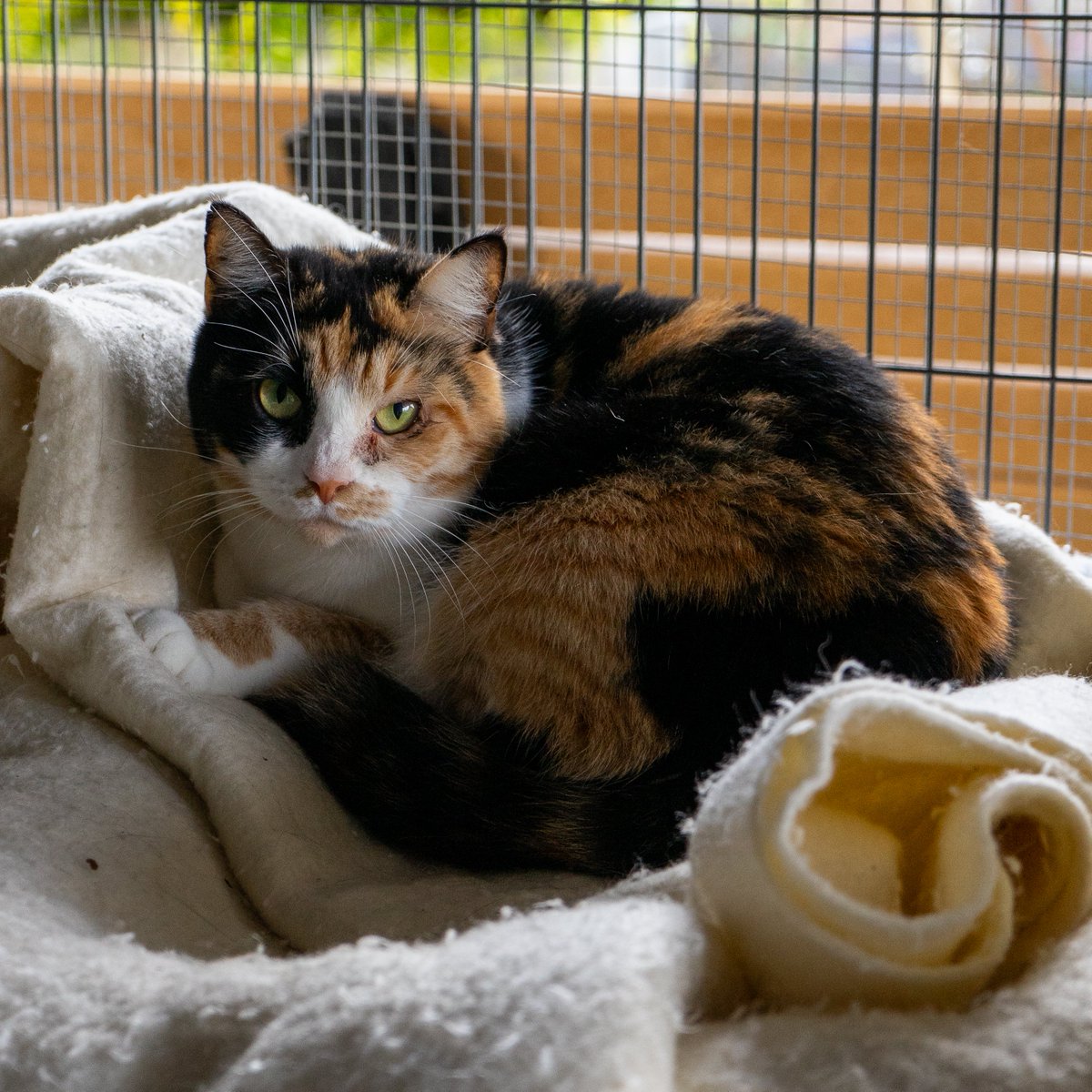 {NATIONAL CUDDLE UP DAY} – Celebrate National Cuddle Up Day with a cozy cat nap! Join our Alaqua cats for a virtual snuggle and drop by to meet these lovable, adoptable felines today!

Send these kitties some love by donating to their care!
 bit.ly/DonateToAlaqua