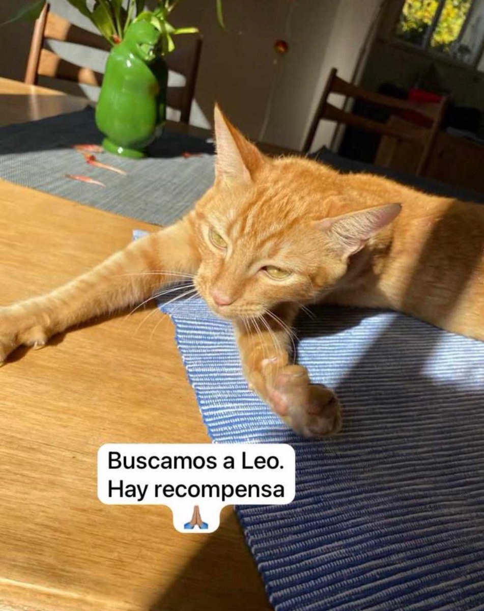 Se llama Leo. Se perdió en Colegiales. Tiene el número de teléfono en el collar. Es de <a href="/DuliVale/">Valeria Dulitzky</a> y ojalá alguien lo encuentre y llame.