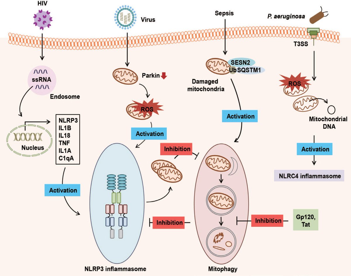 We present current knowledge on the functional aspects of #mitophagy and its crosstalk with innate #immune signaling during #infection

👇
sciencedirect.com/science/articl…