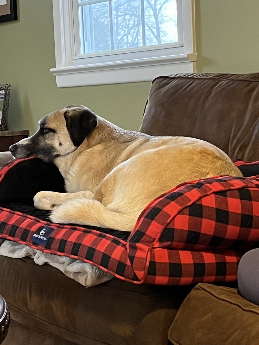 juliejpl's tweet image. She will only get in her dog bed if it’s on the couch. #SpoiledDoggo