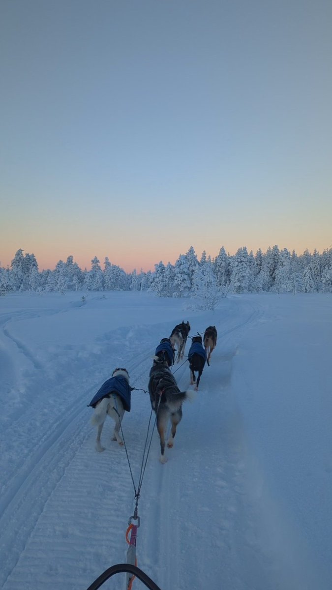 Freakin' cold this week (down to -39°C 🥶), but amazing tours with amazing colors 🥰. #zweden #sweden #lapland #winter #winterwonderland #snow #huskies #alaskanhuskies #huskiesoftwitter #sleddogs #dogsledding #happiness #outdoorlife #explorethenorth