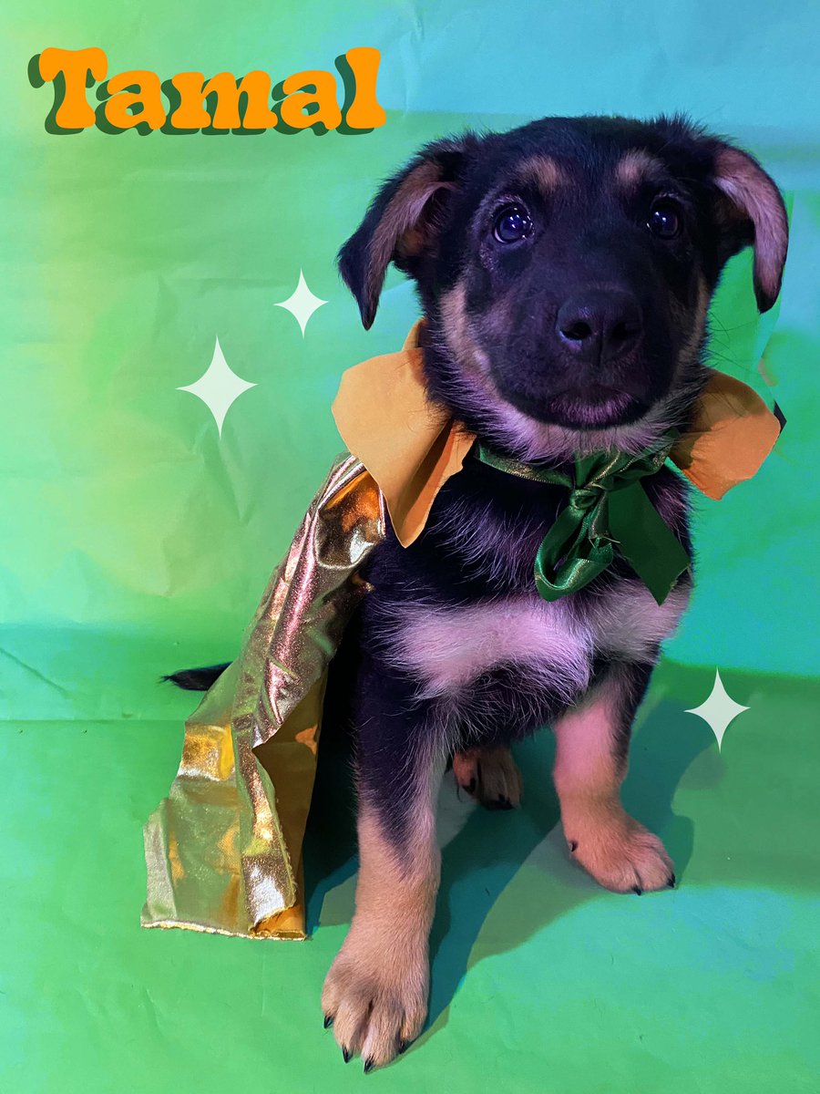 GarcinJanin's tweet image. Baltamal sigue buscando una casita amorosa en San Luis Potosí, nadie ha preguntado por el 🥺
Adopten a un perrito rescatado, les cambiará la vida 🖤✨