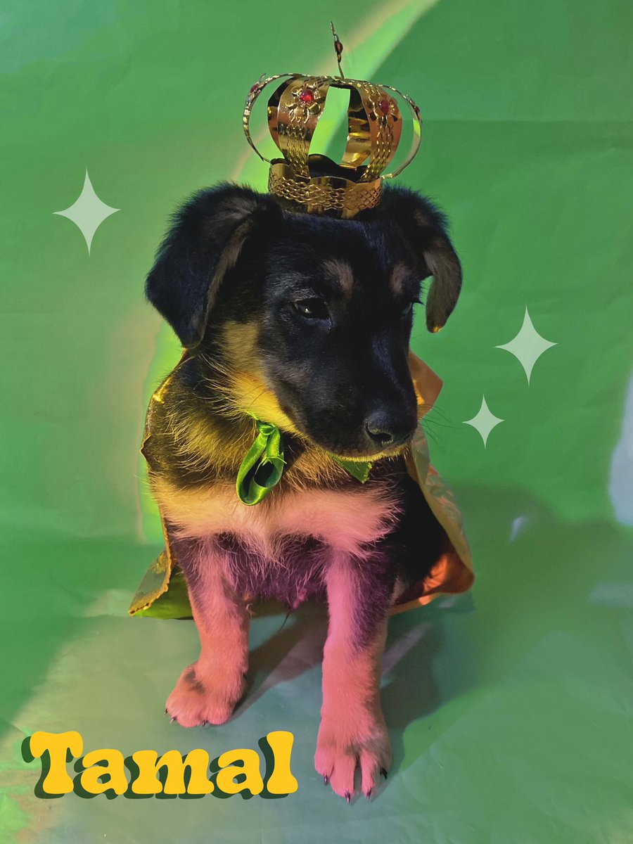 GarcinJanin's tweet image. Baltamal sigue buscando una casita amorosa en San Luis Potosí, nadie ha preguntado por el 🥺
Adopten a un perrito rescatado, les cambiará la vida 🖤✨