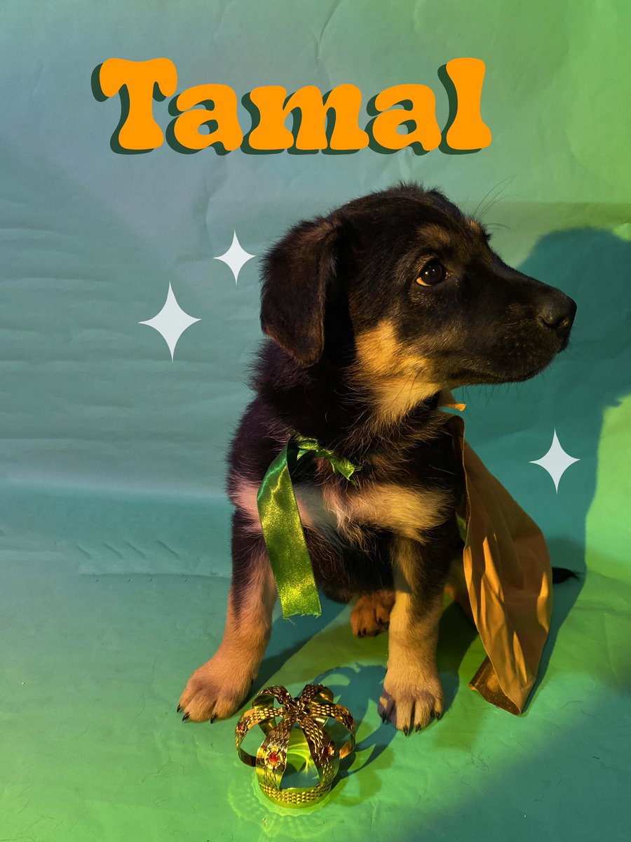 GarcinJanin's tweet image. Baltamal sigue buscando una casita amorosa en San Luis Potosí, nadie ha preguntado por el 🥺
Adopten a un perrito rescatado, les cambiará la vida 🖤✨