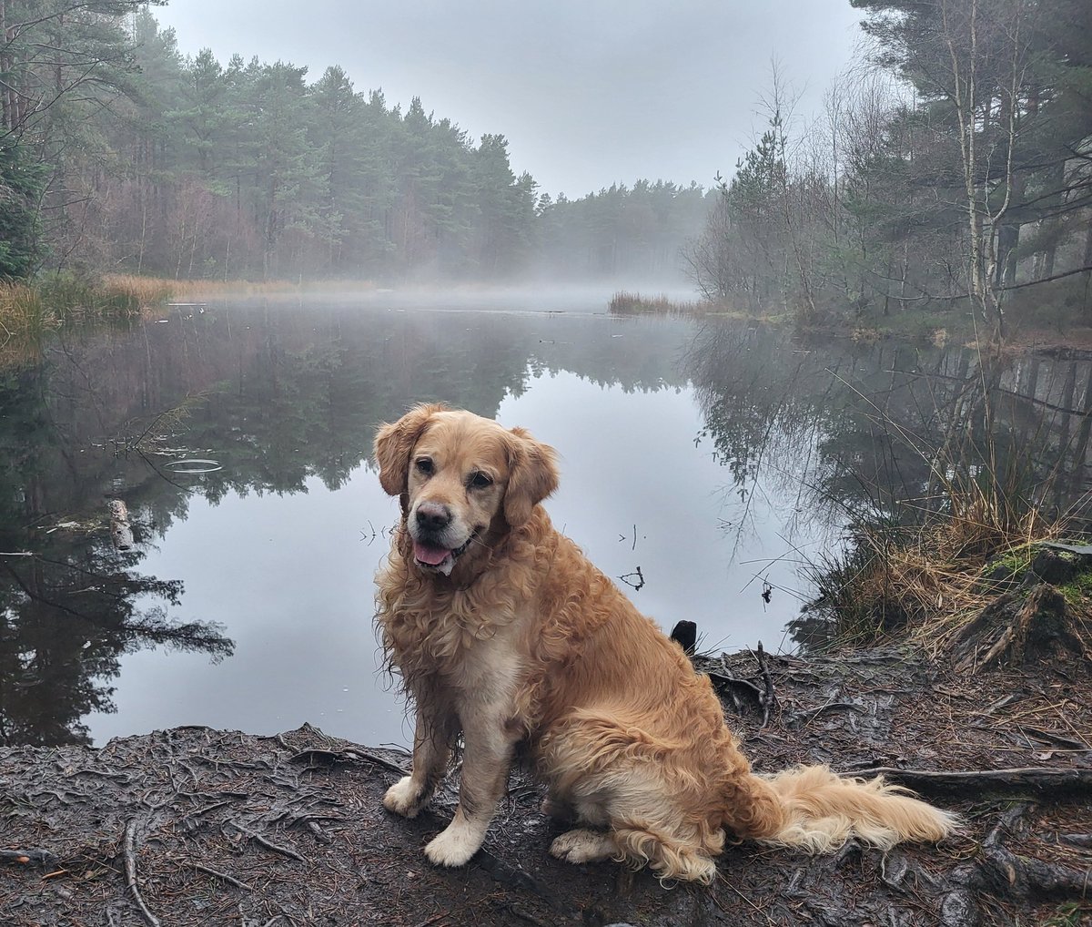 PatMcCarthy37's tweet photo. @admired_art Devilla Forest, Alloa on a cold and misty day, Even Gryffin stayed out of the water. https://t.co/WYSRp5jaIZ