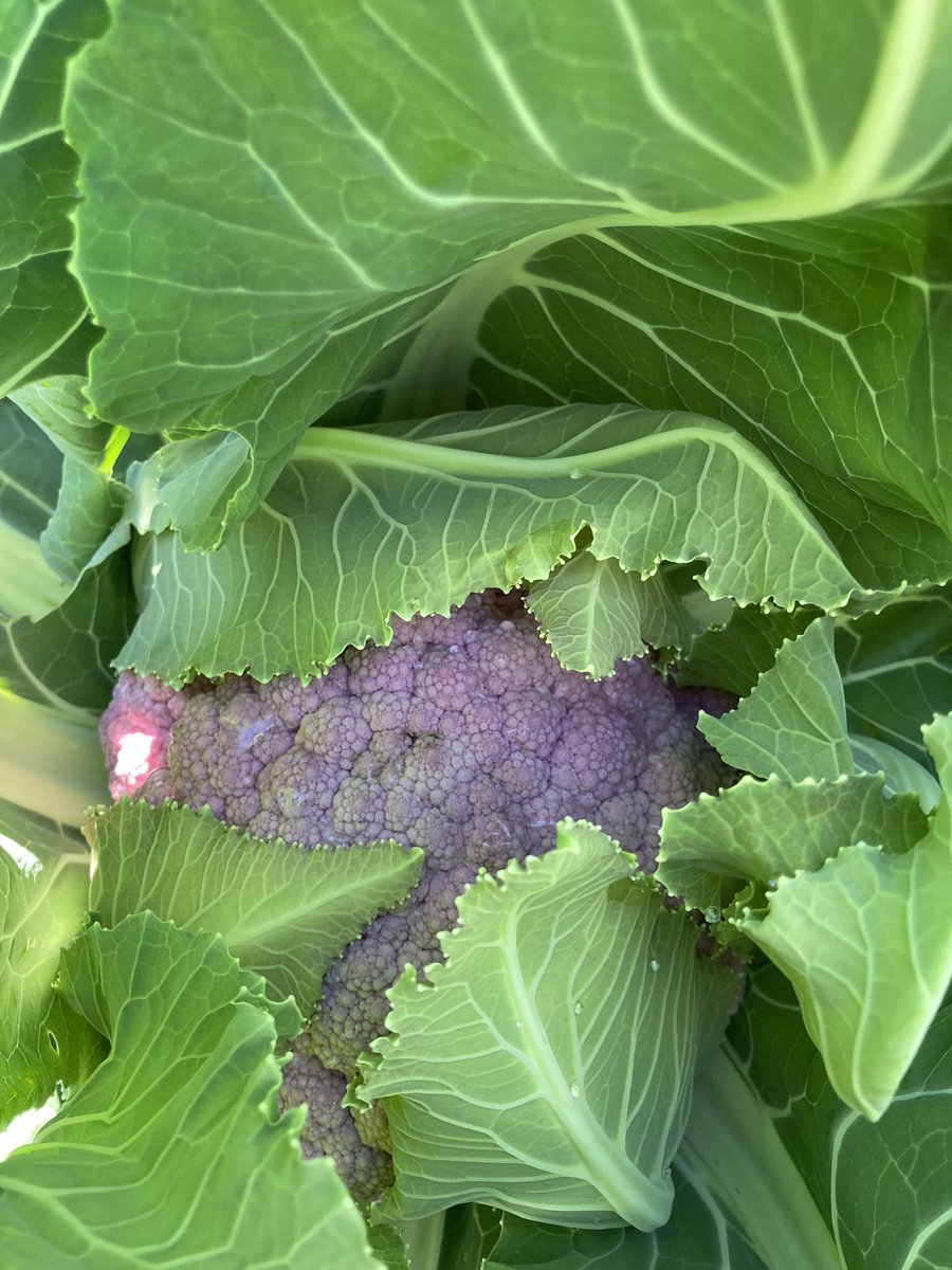 Jerry Maeda tweet media