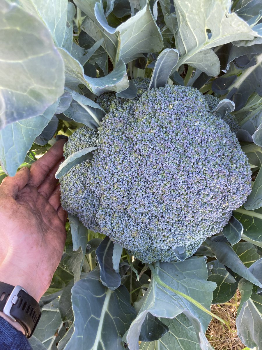 Austin winter &gt;&gt;&gt; Austin summer
(at least for gardening)