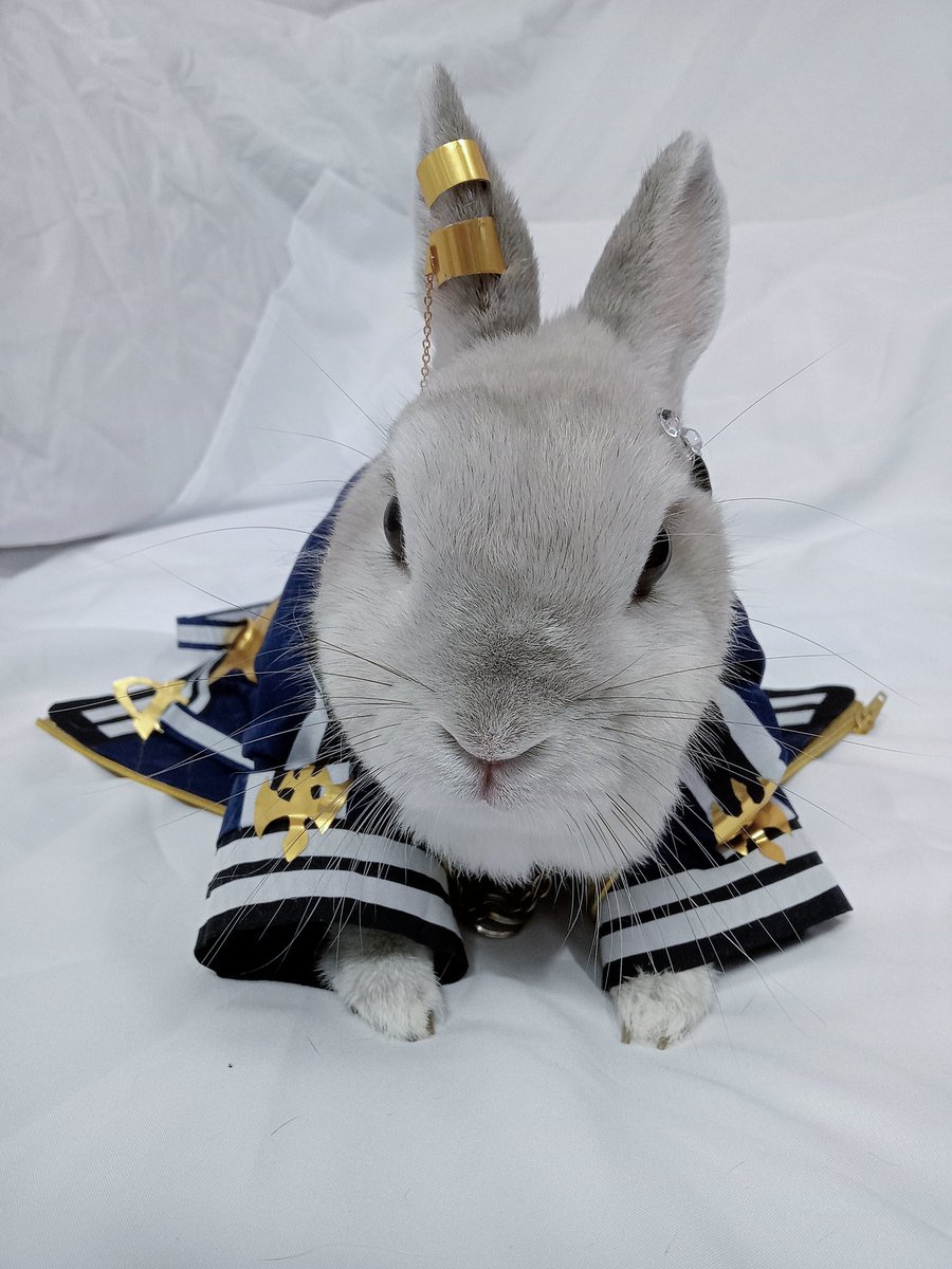蘭萌皇🐰バイラン皇帝 tweet media