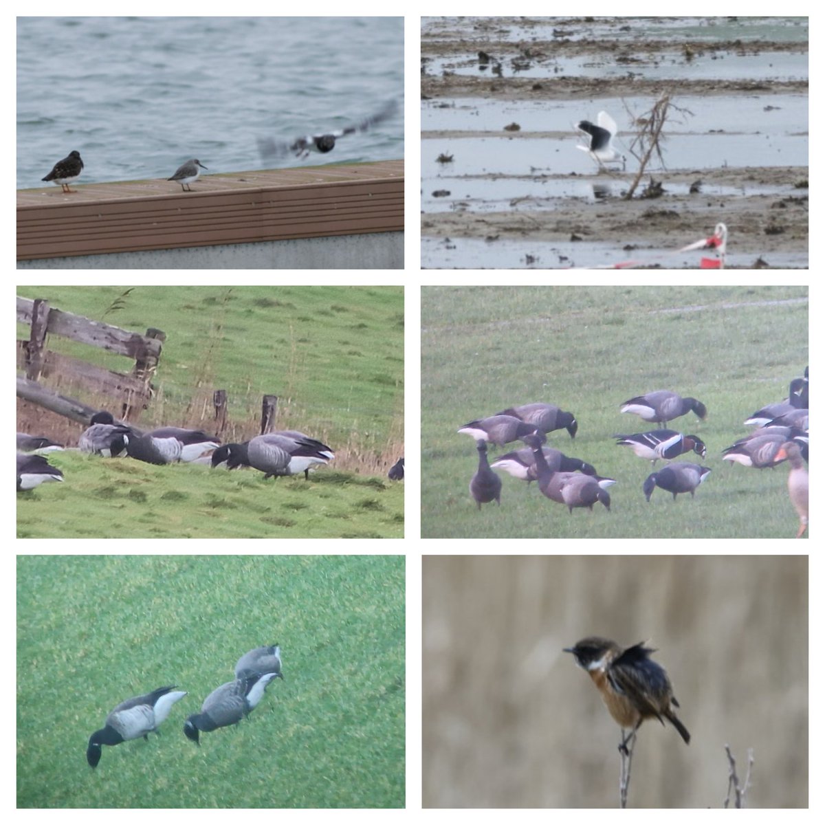 RodnyStolk's tweet image. Patch birding! Trying to see as many bird species as possible within 3 km2 in 2024. A few highlights of the 1st week from the Oudeschild patch: red-breasted, all brent geese and bewicks swan. Also enjoying the smaller things, such as stonechat, little gull &amp;amp; dunlin. #dpwc2024