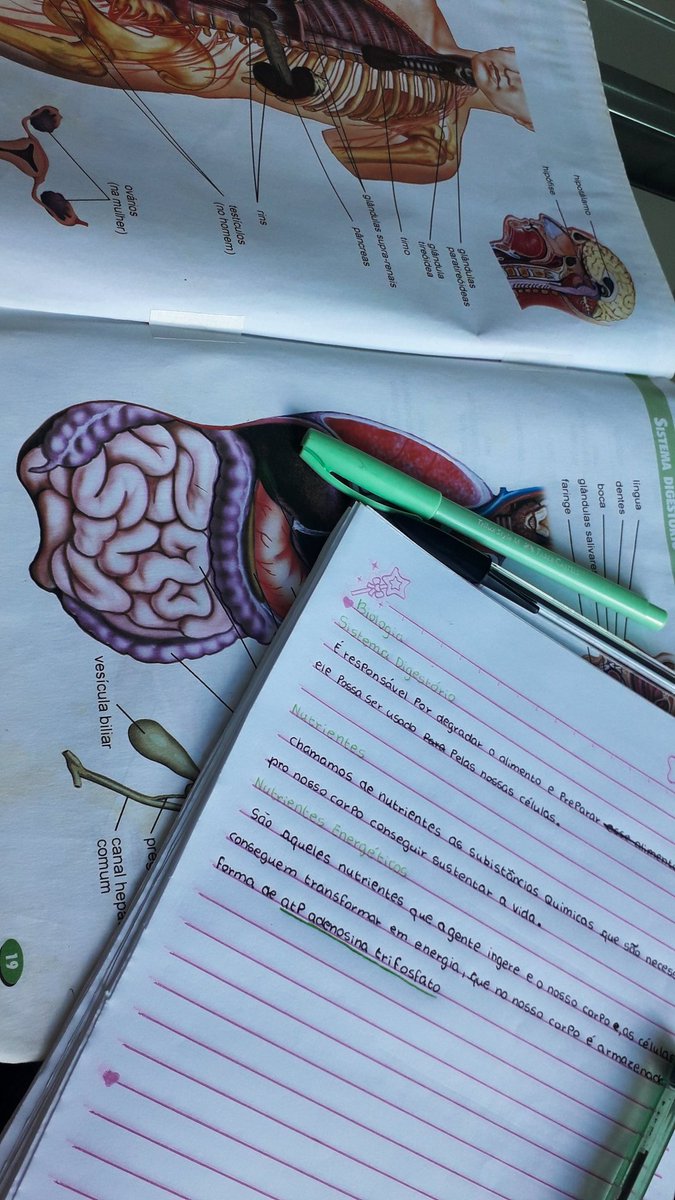 itstudy0's tweet image. Sistema digestório