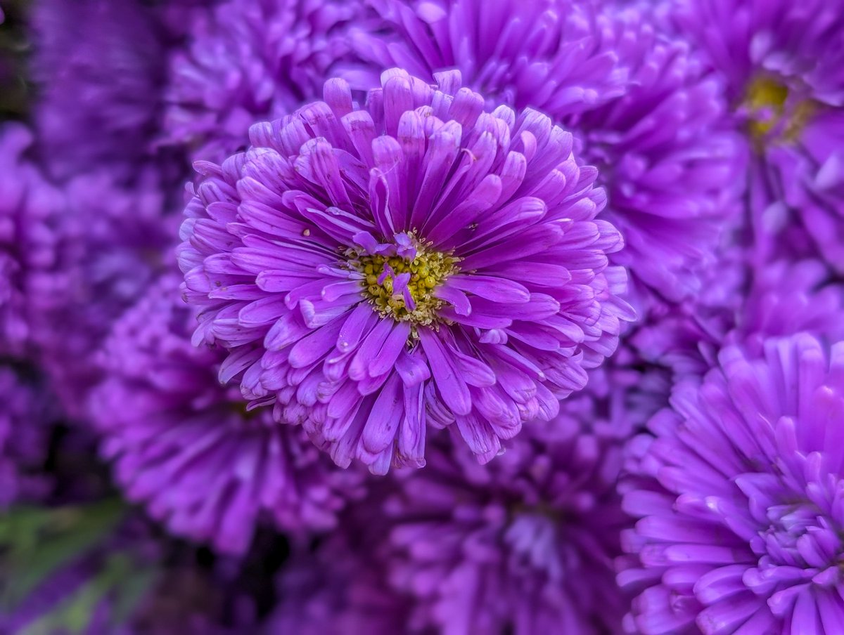 90ml_water's tweet image. Early mornings at Dadar Flower Market. A symphony of hues where each petal tells a tale. Mumbai, you bloom beautifully. 🌸🌼

#MumbaiMornings #FlowerMarketFeels #ColorMeHappy #teampixel
@GooglePixel_US @madebygoogle