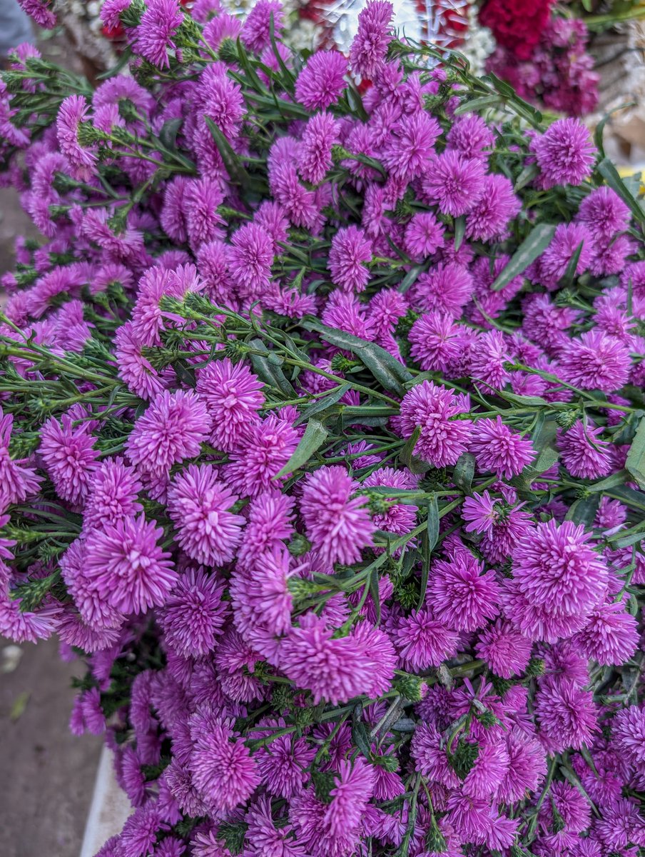 90ml_water's tweet image. Early mornings at Dadar Flower Market. A symphony of hues where each petal tells a tale. Mumbai, you bloom beautifully. 🌸🌼

#MumbaiMornings #FlowerMarketFeels #ColorMeHappy #teampixel
@GooglePixel_US @madebygoogle