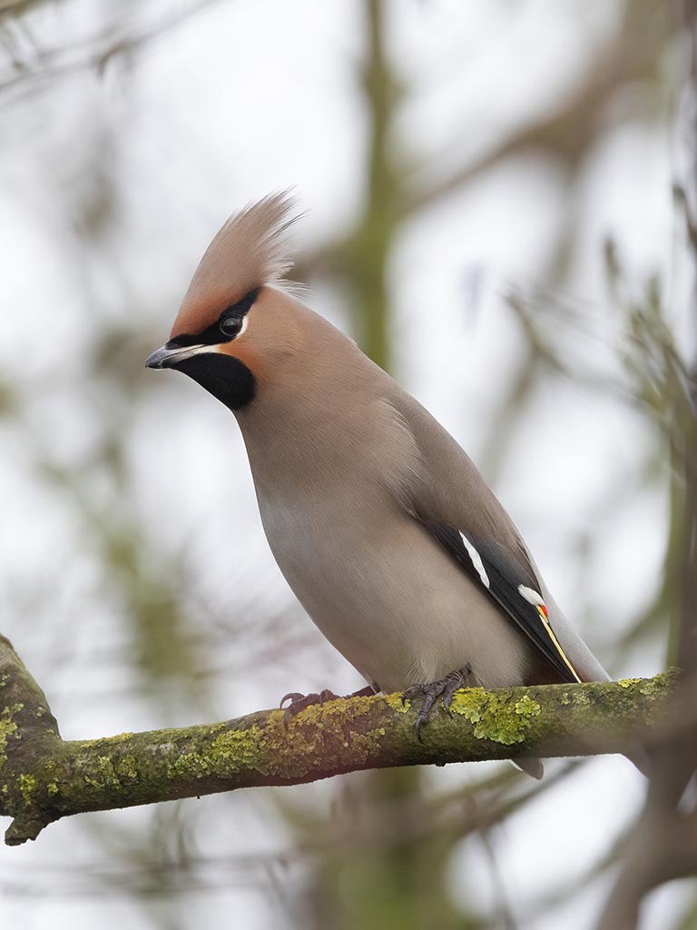 Punk Rocker Waxwing in Bedfordshire #waxwing