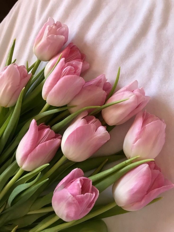 pink tulips