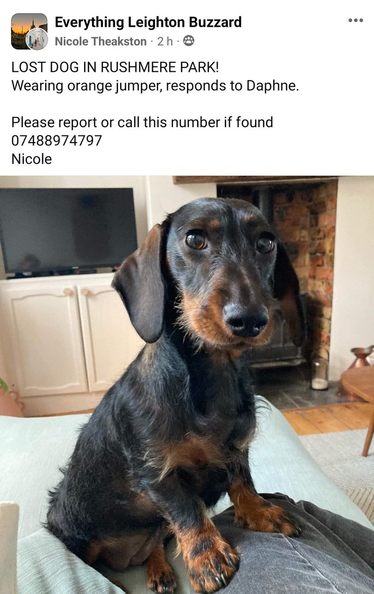 Lost dog around Rushmere Park. Please retweet 

#LostDog #LeightonBuzzard