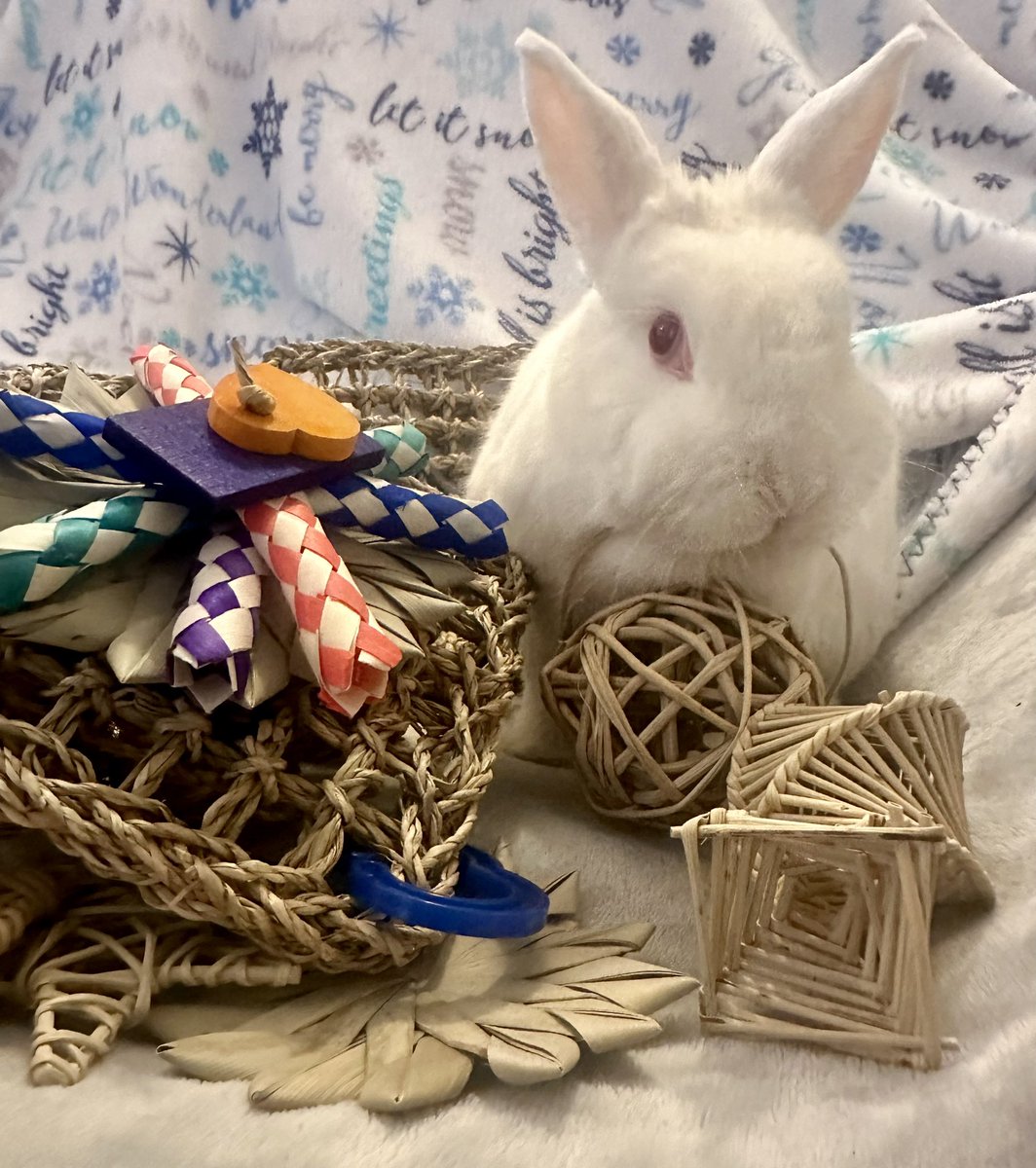 hokiebun's tweet photo. Missy sends her thanks and bunny love to @StewBunny and family for the great #23bss goodies!  She loves everything!! Also, thanks to @SehtiSehti  for another wonderful season of Santa Bunny. https://t.co/kcSFiKby7K