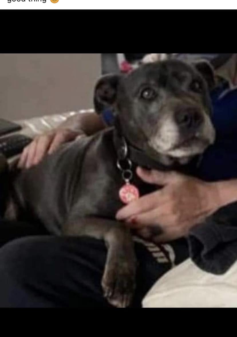 The_Animal_Team's tweet image. 💥 JASMINE IS MISSING 💥 Jasmine is an elderly deaf #Staffie who went #missing on Christmas Day around 5.30pm at #CanveyLake #CanveyIsland near #SouthendOnSea #SS8 area, #Essex. Please would you check in gardens, sheds or anywhere else she may be hiding as she gets a little…
