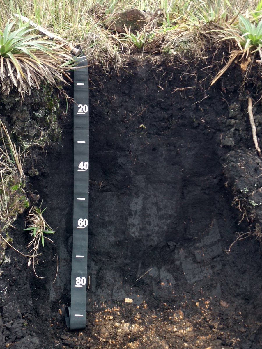New paper out in CATENA:
Organic soils in Southeastern Brazilian highlands: formation and relations to vegetation history

Free access: authors.elsevier.com/c/1iNQf1Dk5AZG…
#soilcarbon #pedology #soilscience #histosols #peatlands