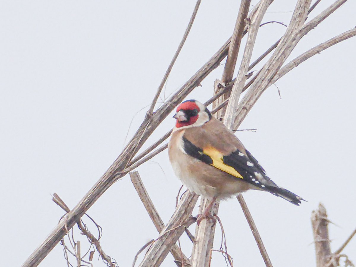 Flock of goldfinches opposite Rake Lane Hospital where yet more new houses are being built. Wonder where they'll go next winter #NorthTyneside #birdwatching #birdphotography @Natures_Voice @RSPBEngland