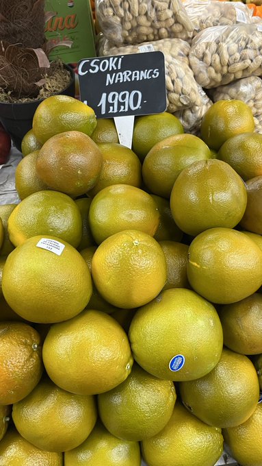 Chocolate orange 😳 what is this? 😃😄 https://t.co/MueKQU0dSs<a href="/tag/myboy"class="tags"><span>#myboy</span></a><a href="/tag/dolfi"class="tags"><span>#dolfi</span></a><a href="/tag/snowbengal"class="tags"><span>#snowbengal</span></a>