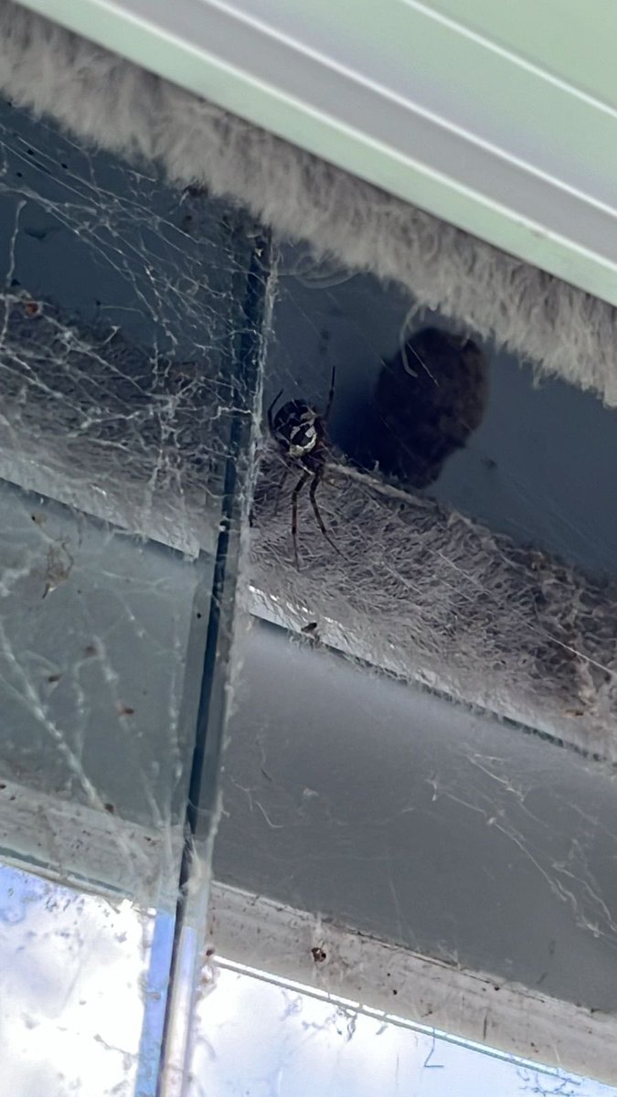DominiqueMasri's tweet photo. @Arachno_Cosas hola! Me ayudas a identificar esta araña? 
Estoy en Buenos Aires, Argentina https://t.co/KGlmPLhIXc