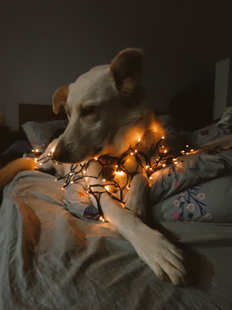 My Christmas miracle