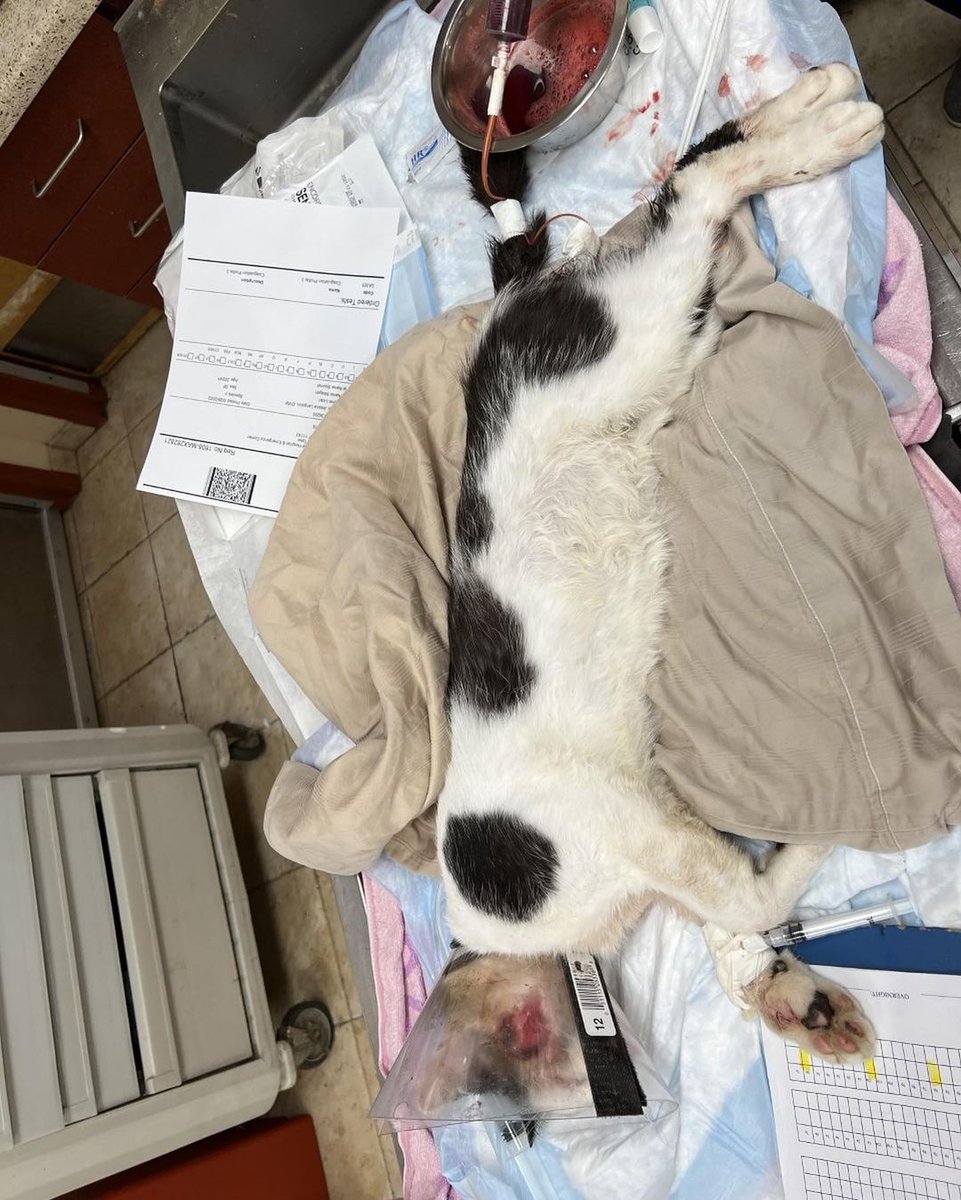 5diti2368fjfgjj's tweet photo. He will be getting an ultrasound today to rule out a tumor on his bladder. Not the news we were hoping for but still wishing he will pull through🙏
#rescued #safe #catrescue #savinglives #streetrescue #streetrescuedcat #veterinarycare #donationsneeded #donatetosavelives #rescueca https://t.co/IE3267fm5Q