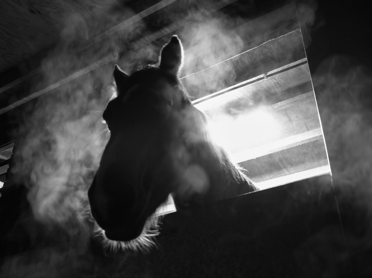 pea34101992's tweet photo. one aim this year is to get to know the horses at the yard better and in the process learn to really photograph them well
#horses #blackandwhitephotography #bnwphotography https://t.co/FMd0luDF1C