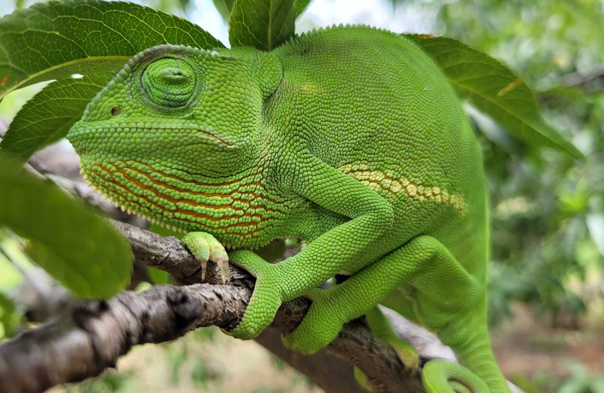 BlueEyedMushies's tweet photo. What a beauty!!!😍❤️Lucky I had my camera too.📸 

Did you know that chameleons change color not just for camouflage, but also to communicate with each other and regulate their body temperature?

#Photography #wildlife #Chamelion #SouthAfrica #Lizard #NFT #HBAR #Solana https://t.co/ukpmOCypff