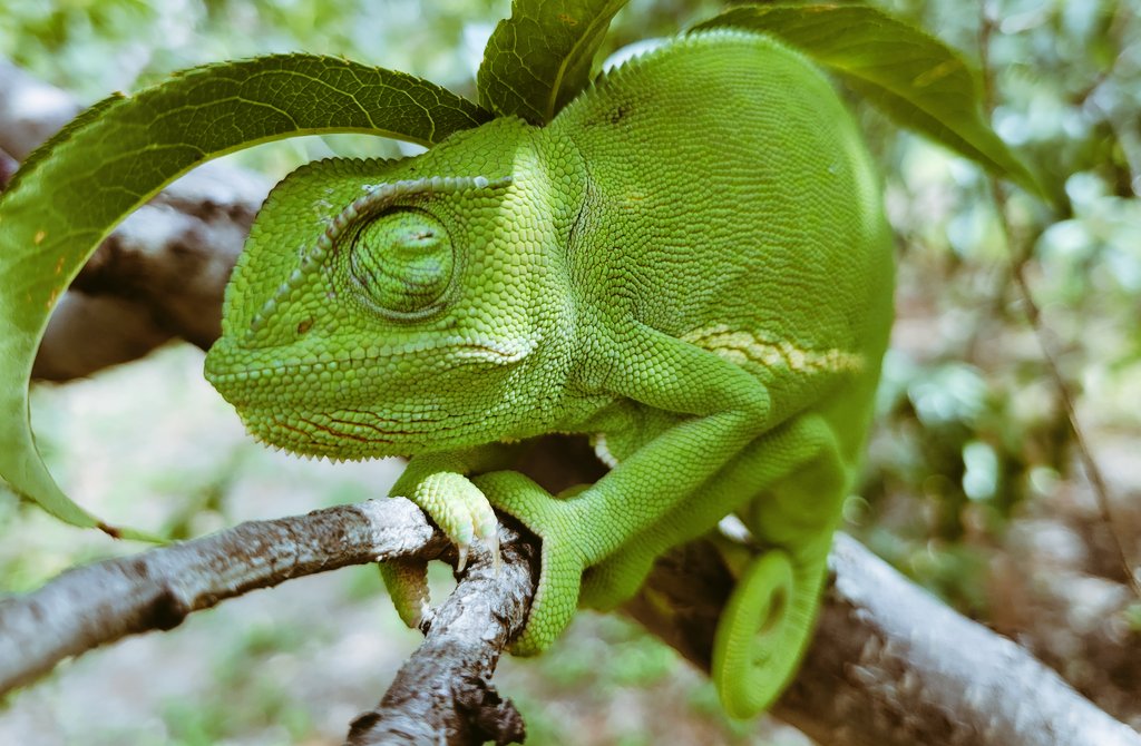 BlueEyedMushies's tweet photo. What a beauty!!!😍❤️Lucky I had my camera too.📸 

Did you know that chameleons change color not just for camouflage, but also to communicate with each other and regulate their body temperature?

#Photography #wildlife #Chamelion #SouthAfrica #Lizard #NFT #HBAR #Solana https://t.co/ukpmOCypff