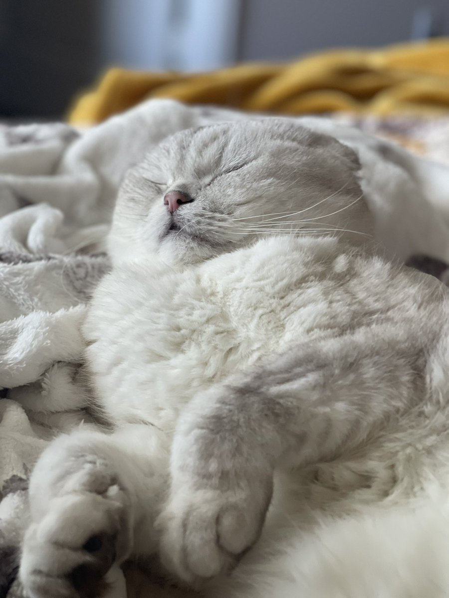 You do not see a kitty, him is camouflage