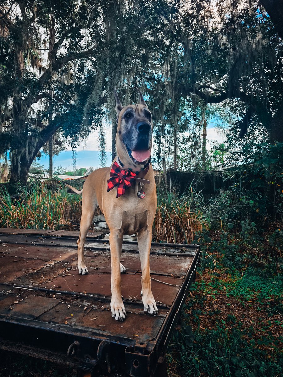 FergusGreatDane's tweet photo. 12-27-2023 Gunther &amp; Ripley's adventures (Momma's trying to catch up...) 🩵🩶🩵
#puppy #widdle #babyface #babygreatdane #greatdanepuppy #puppybreath 
▫️
#GuntherTheBlueDane #RipleyTheFawnDane  #greatdane #DogTwitter #lifewithdanes #floridadog #dogsofx #dogsoftwitter #dogs https://t.co/LQ2XSdPfZd