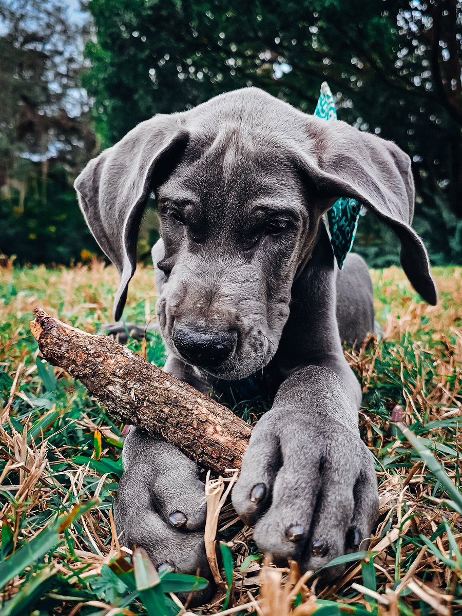 FergusGreatDane's tweet photo. 12-27-2023 Gunther &amp; Ripley's adventures (Momma's trying to catch up...) 🩵🩶🩵
#puppy #widdle #babyface #babygreatdane #greatdanepuppy #puppybreath 
▫️
#GuntherTheBlueDane #RipleyTheFawnDane  #greatdane #DogTwitter #lifewithdanes #floridadog #dogsofx #dogsoftwitter #dogs https://t.co/LQ2XSdPfZd