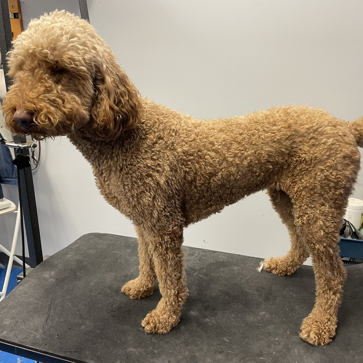 Cha Cha is looking #fabulous after her haircut with groomer Lauren! 😍

Canine To Five’s grooming salon is now accepting new clients! 🐩

Schedule an appointment with our salon by calling (313) 831-3647 or emailing us at detroit@caninetofive.com ✂️  caninetofive.com/dog-grooming/