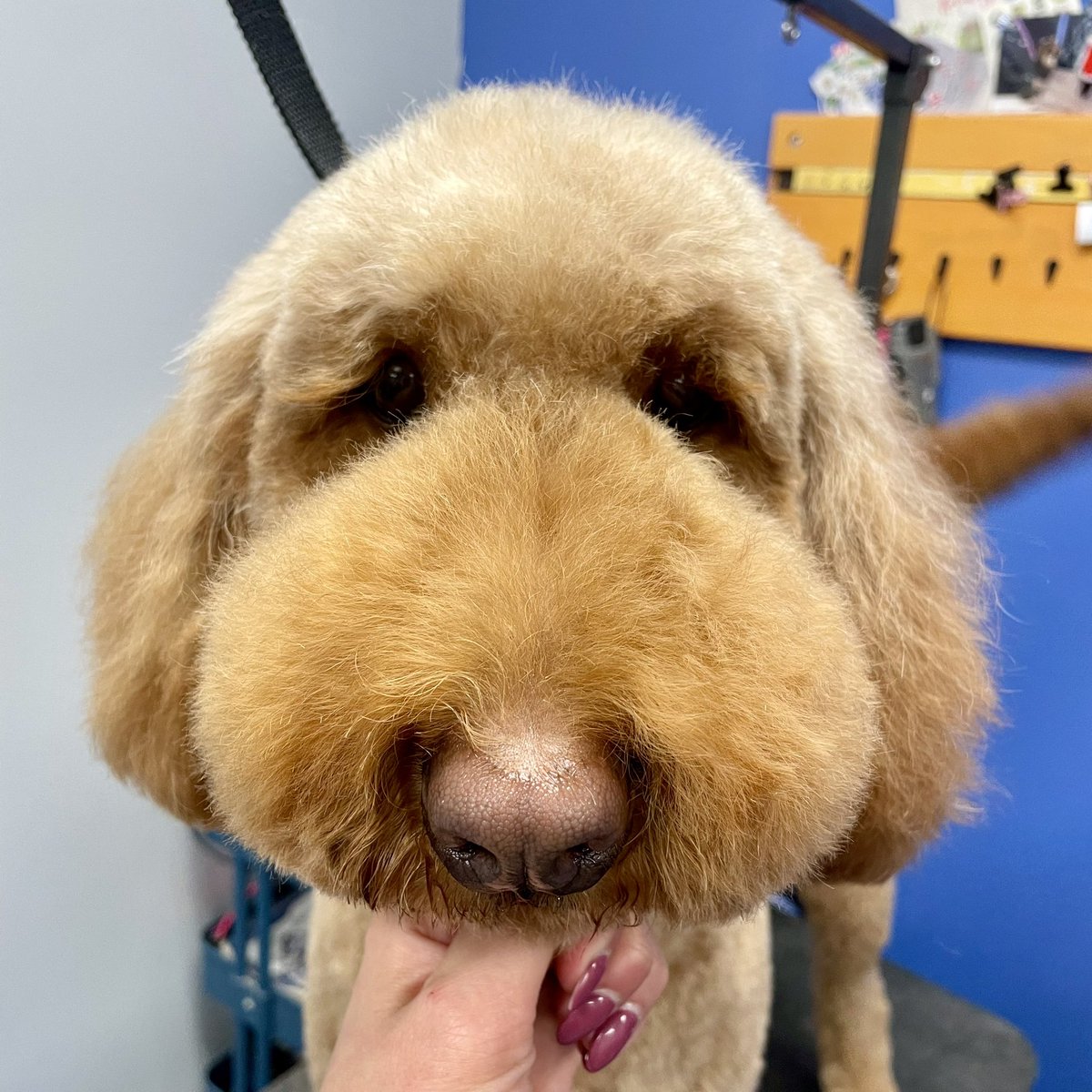 Canine To Five tweet media