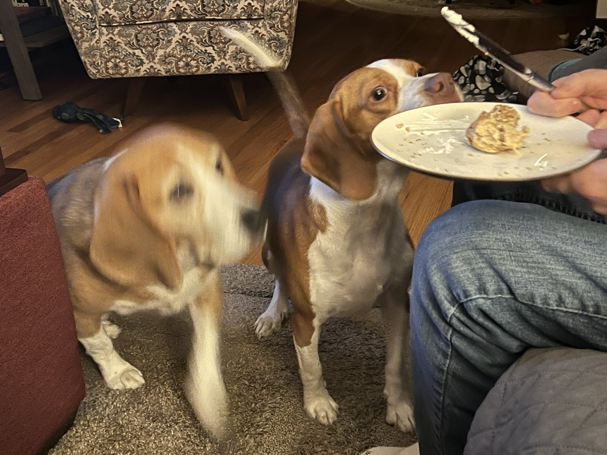HoundDogLove1's tweet photo. Hooman has homemade bagels! Too bad they wouldnโt share! The smells were amazing! #beaglelife #bagel #shareplease #delcious https://t.co/UeLeRjGRcM